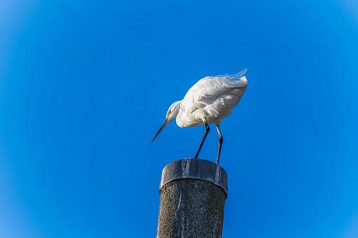 電柱にとまるコサギ 電柱にとまるコサギ コサギ,鳥,野鳥の写真素材