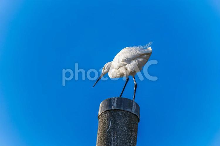 電柱にとまるコサギ コサギ,鳥,野鳥の写真素材
