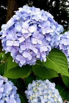 紫陽花 紫陽花の写真