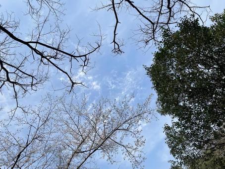Photo, blue sky, the trees, clearance, 