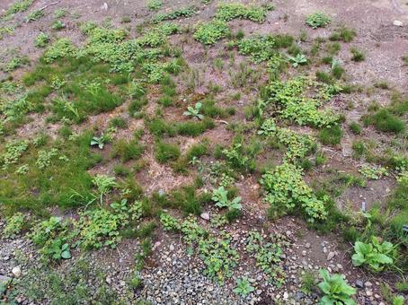 庭の雑草 庭の雑草の写真