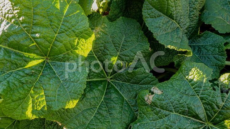 植物テキスタイル背景　カボチャの葉 カボチャ,葉,植物の写真素材