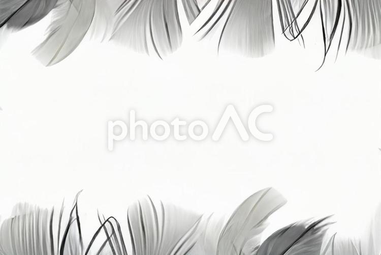 羽根のフレーム 枠,縁,額の写真素材
