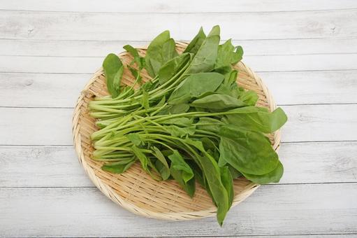 サラダほうれん草 サラダほうれん草,ほうれん草,野菜の写真素材