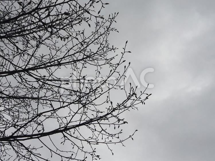 枯れ木と冬空 木,冬,枯れ木の写真素材