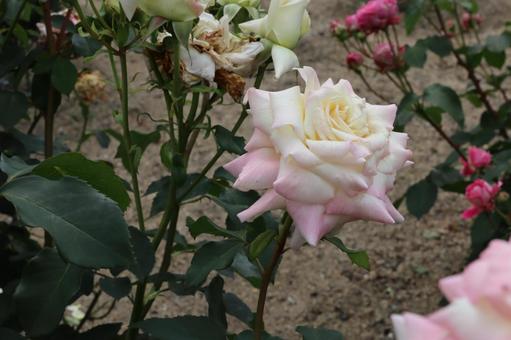 バラ園で淡い色の薔薇を撮った写真です バラ園で淡い色の薔薇を撮った写真ですの写真