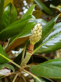 生命を宿すモクレンの実と輝く緑 モクレン,木蓮,実の写真素材