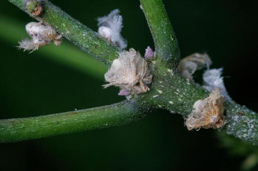 ふわふわとした白い生毛のハゴロモの幼虫 昆虫,虫,自然の写真素材