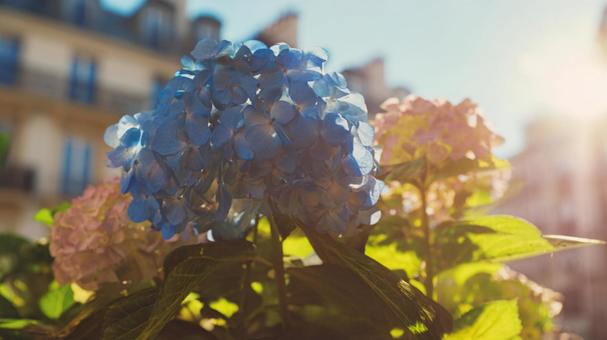 日差しの中の青い紫陽花 日差しの中の青い紫陽花の写真