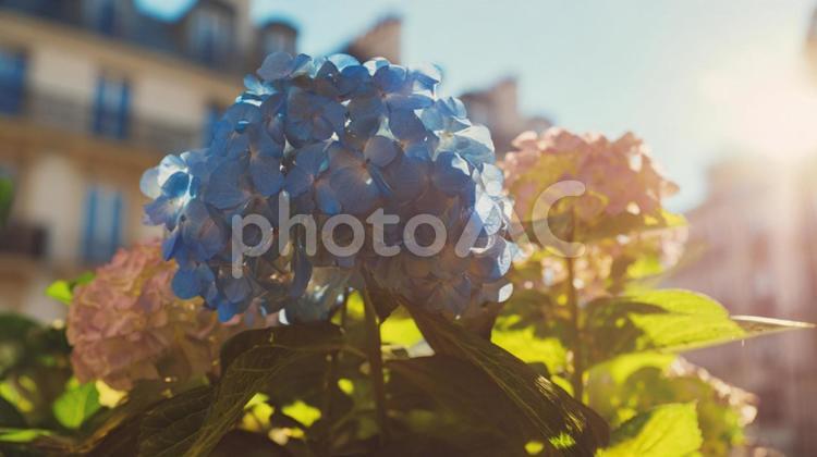 日差しの中の青い紫陽花 アジサイ,風景,自然の写真素材