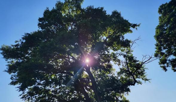 大きな木と差し込む太陽の光 陽光,日差し,自然の美しさの写真素材