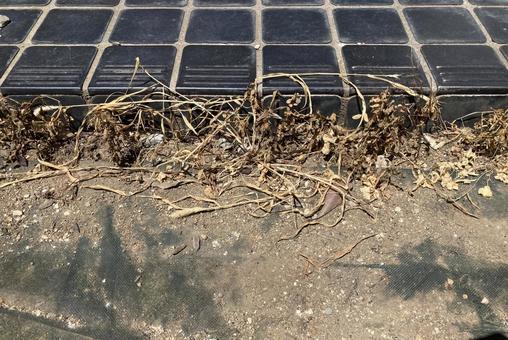 Photo, weed, a herbicide sheet, weeding, 