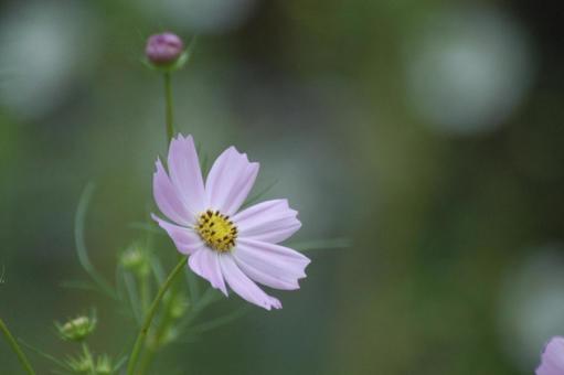 Cosmos, JPG Cosmos, JPG