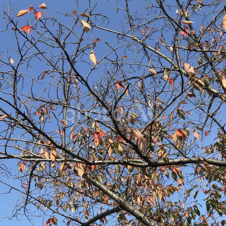初冬の新蒲田の紅葉 紅葉,木の葉,晩秋の写真素材