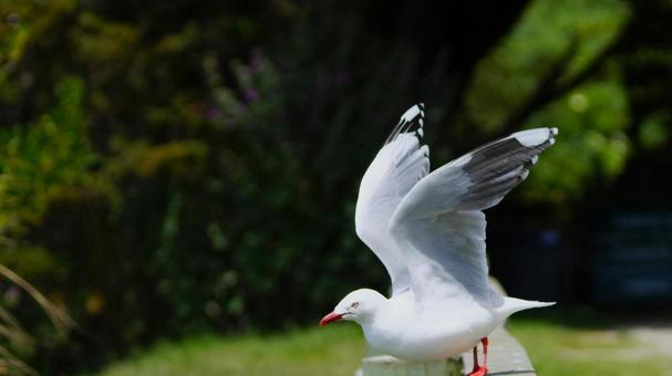 飛び立つアカハシギンカモメ 飛び立つアカハシギンカモメの写真
