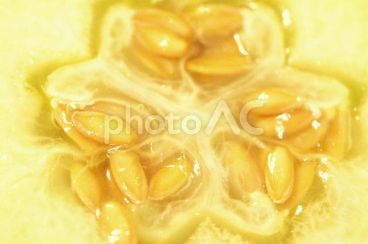 ユウカメロンの種子　6 メロン,メロンの種,タネの写真素材