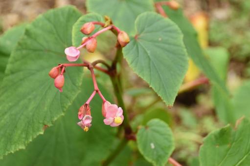 蝉の声響く処暑の頃：シュウカイドウ2の写真