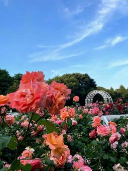 バラと青空 バラと青空の写真