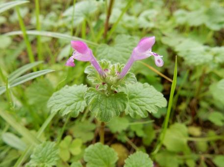【花の写真】ホトケノザ（仏の座）の写真