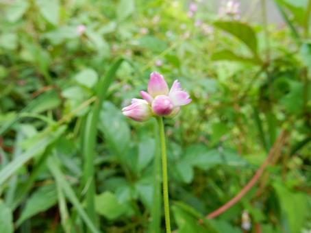 【花の写真】ミゾソバ(溝蕎麦) 【花の写真】ミゾソバ(溝蕎麦)の写真