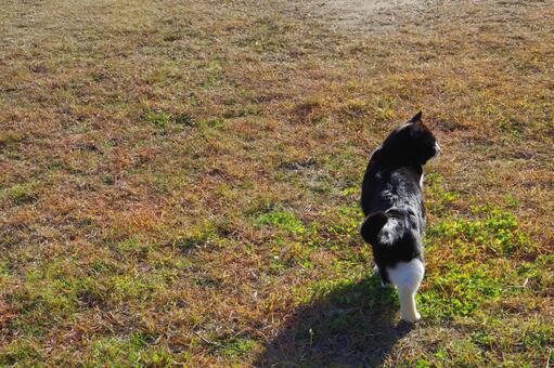 Photo, cat, male cat, black and white cat, 
