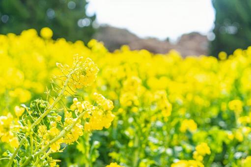 春の黄色い菜の花畑 春の黄色い菜の花畑 菜の花,春,菜の花畑の写真素材