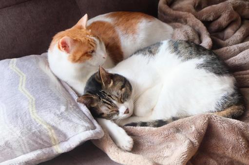 仲良し猫_37 仲良し猫_37 ねこ,猫画像,catの写真素材