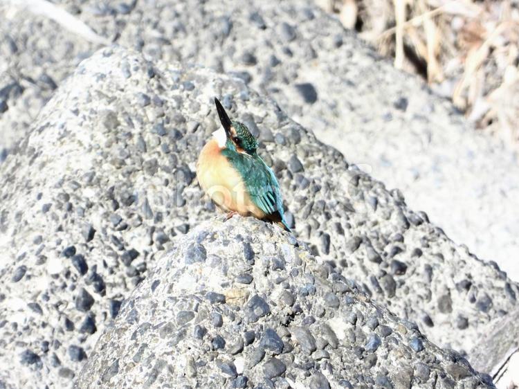 上を警戒するカワセミ 鳥,野鳥,カワセミの写真素材
