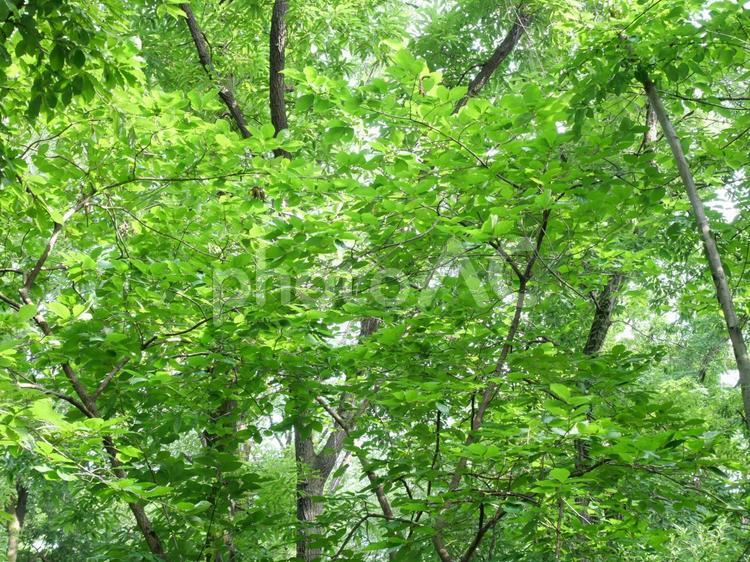公園の木々 緑,グリーン,葉っぱの写真素材