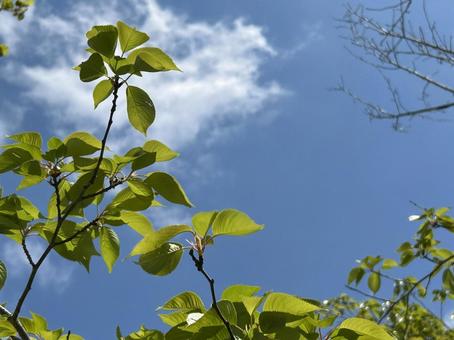 若葉と青空 若葉と青空の写真