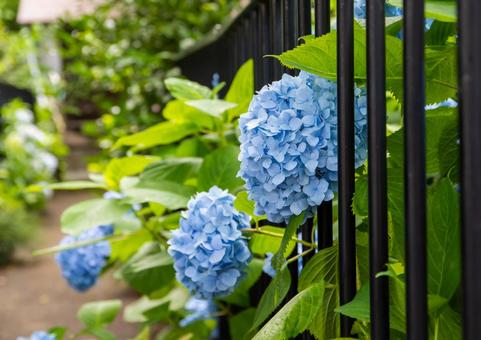 Hydrangea, JPG Hydrangea, JPG