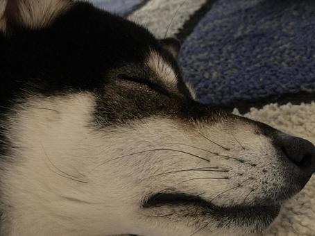 黒柴犬(シバイヌ)の寝顔 黒柴犬(シバイヌ)の寝顔の写真