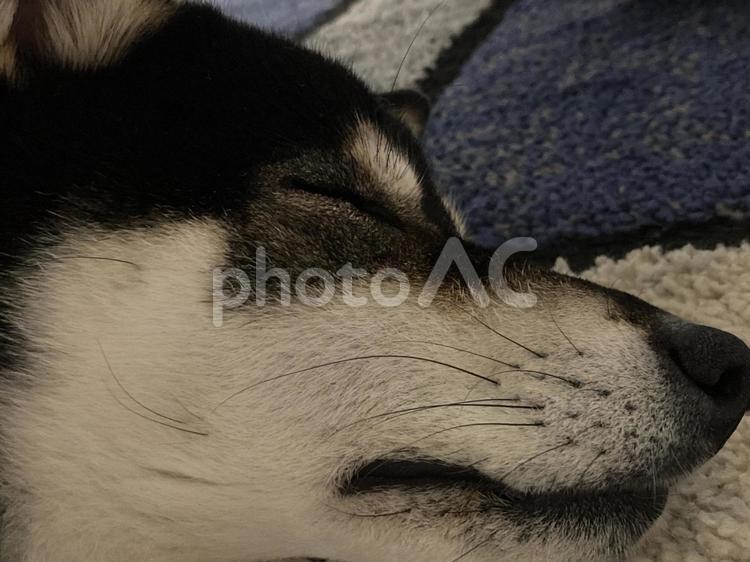 黒柴犬(シバイヌ)の寝顔 シバイヌ,柴犬,黒シバの写真素材