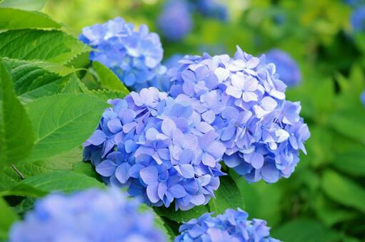 青い紫陽花