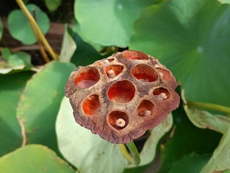 蓮の種 蓮の種 蓮,ハス,はすの写真素材