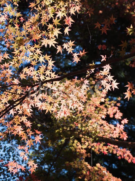 美しい京都の秋、紅葉の風景 紅葉,紅葉狩り,モミジの写真素材