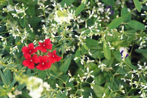 赤と白の小花と緑の葉 赤と白の小花と緑の葉の写真