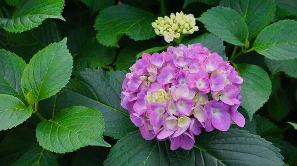 色鮮やかなピンク色の紫陽花と緑 色鮮やかなピンク色の紫陽花と緑 紫陽花,ピンク,紫の写真素材