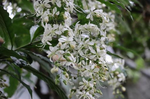 白い花びらのクラリンドウの花のアップ 白い,花びら,クラリンドウの写真素材