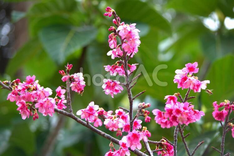 緋寒桜1　沖縄　背景 緋寒桜,沖縄,背景の写真素材