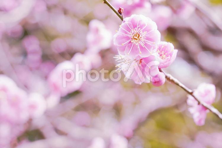 透き通るようなうすいピンクの八重の梅（４） 梅,八重,うめの写真素材