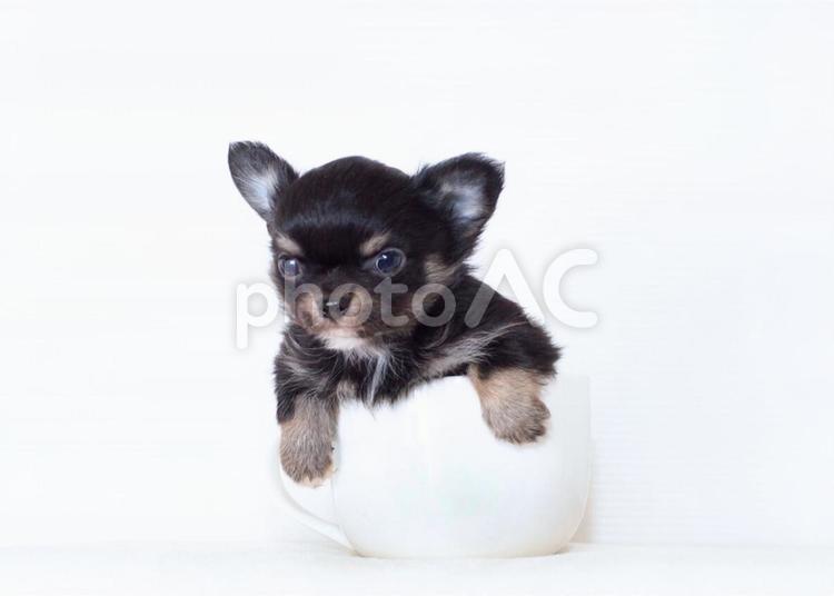 ティーカップの中のチワワの子犬 小さい,かわいい,子犬の写真素材