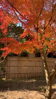 紅葉一色 紅葉一色の写真