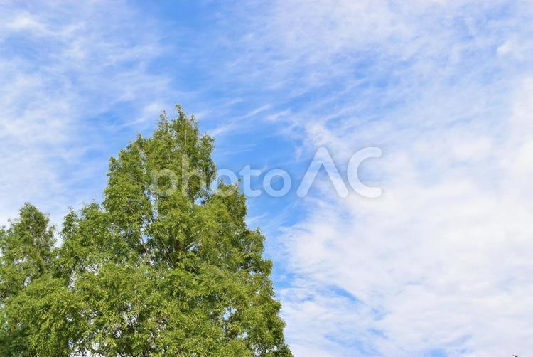 青空と樹木 空,青空,背景の写真素材