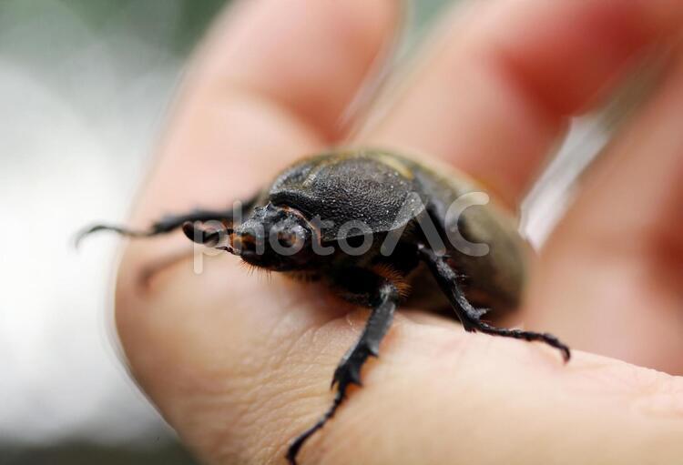 カブトムシのメス カブトムシ,メス,♀の写真素材
