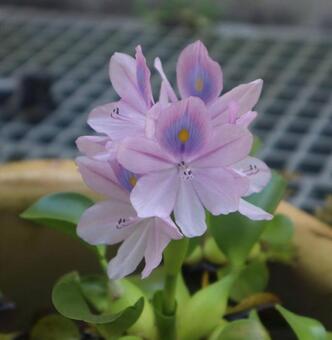 ホテイアオイ ホテイアオイ,花,自然の写真素材