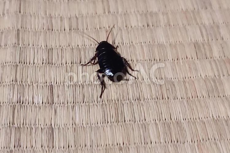 逃げるゴキブリ ゴキブリ,ごきぶり,昆虫の写真素材