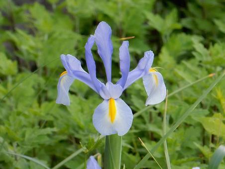 Photo, dutch iris, iris, iridaceae, 