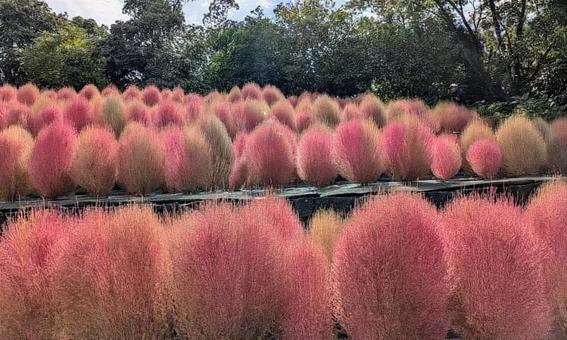 植物(コキア) 植物(コキア)の写真