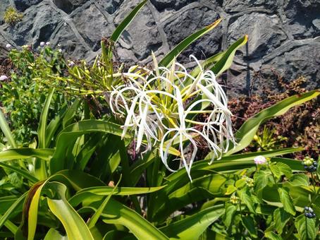 花459 花459 自然,花,白の写真素材